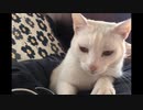 足の上に乗る猫