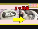 子猫のたった２ヶ月の成長なのに、クッソ驚く。ポロリもあるよ♪【召喚獣はる】