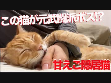 甘えん坊ご隠居猫、実は元武闘派ボス猫の過去