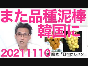 日本の高級葡萄品種「ほろよい」中国人が苗木を盗んで韓国農家が無断栽培、そろそろ農家は自衛策を20211110