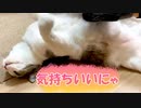 グローブ型の猫用ブラシのその後