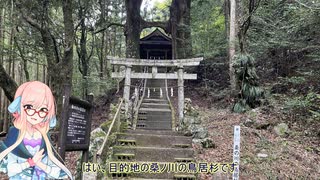 【ロードバイク車載】えんどれすえいと！～激闘編～【桑の川の鳥居杉】