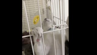 【めい】初めてのエリザベスカラー