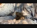 【うさぎ】初めてのお布団【動物】