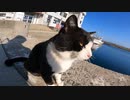 批判殺到！？海に落ちそうになる野良猫#Shorts【野良猫】【感動猫】