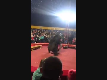 ホモと見るクマとじゃれあうサーカスのトレーナー