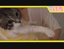 約束の日…… 子猫が挑む、最大の試練-お風呂なんてクッソ嫌い-【召喚獣はる】
