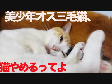 美少年オス三毛猫、猫をやめてボス猫にめり込む