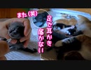 嫌なことがあった後は即おっぱいへ向かう子猫たち【生後14日目-6 五匹の赤ちゃん子猫】