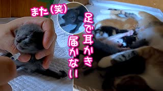 嫌なことがあった後は即おっぱいへ向かう子猫たち【生後14日目-6 五匹の赤ちゃん子猫】