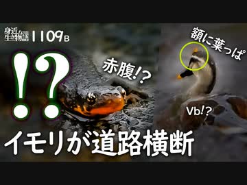 1109B【道路横断アカハライモリ】冬眠で陸地へ移動。カルガモ親子Vb組!?増水した川で水浴び。スズメとハクセキレイ、イソシギ。鶴見川水系恩田川で雨の野鳥撮影　#身近な生き物語　#イモリ　#カルガモ