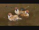 場所キープ。水浴び満席スズメさん