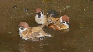 場所キープ。水浴び満席スズメさん