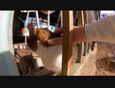 柵の中に逃げると思いきや・・・【野良猫】【感動猫】