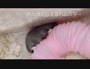 ハムスターガジガジする姿可愛い！