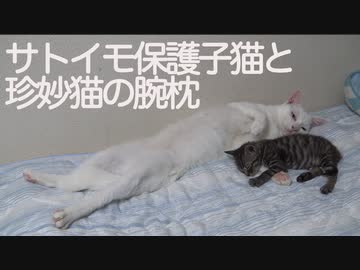サトイモ保護子猫、オス猫かあさんの胸で眠る
