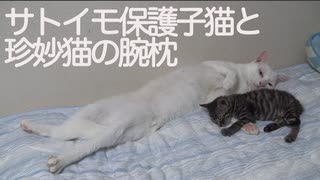 サトイモ保護子猫、オス猫かあさんの胸で眠る