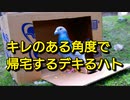 キレのある角度で帰宅するデキるハト