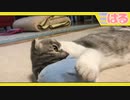 聖戦再び… クッソかわいいペンギン vs クッソかわいい子猫【召喚獣はる】