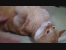 拾いねこ＠生後3417/3384日目　アコさん微おこ。