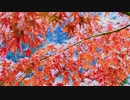 【オリジナル】Yukige【和風LofiHipHop】