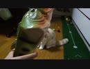 お魚スリッパを見せたら怒り出す猫♥️