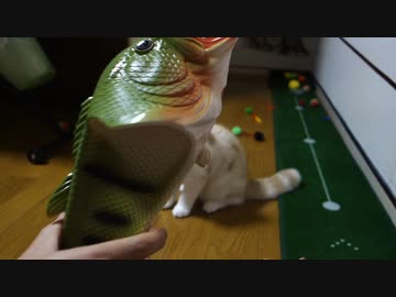 お魚スリッパを見せたら怒り出す猫♥️