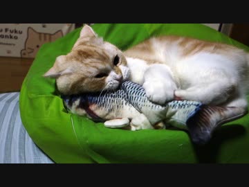 お魚さんに激オコする猫