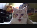 カメラに激オコする猫