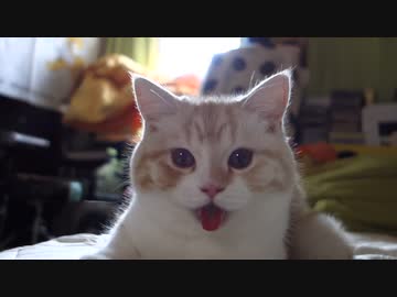 カメラに激オコする猫