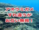 アオウミガメすれ違う！アカククリ群れ・スキューバダイビング