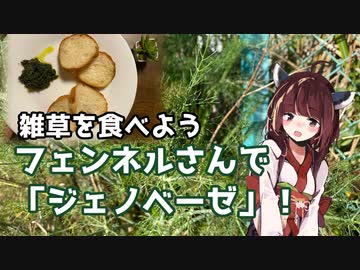 【思い切って野草を食べてみよう】#42 フェンネルさんで「ジェノベーゼ！」