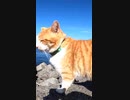 猫島の猫は自分からモフられに来るのである・・・#Shorts【野良猫】【感動猫】