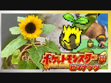 【実況】ヒマナッツが瀕死になったら「現実でひまわりを育てる」縛り（Part⑲）