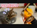 目の前にわけわからん姿の猫が現れたら子猫は一体どんなリアクションをするのか!?