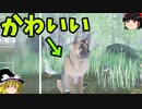 ペットの犬を連れて、鳥を撃て！【ゆっくり実況】