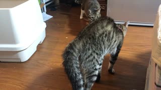 身の毛が逆立った猫