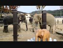 鼻を使って草を食べる２匹のゾウ [京都市動物園 体験] (2021/11/6)
