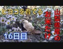 【16日目】お米だけで鶏を育てる