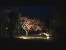 【紅葉】ある日の「かえでの園」ライトアップ【鹿児島県立青少年研修センター】