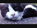 猫さんのお昼寝、真っ盛り♫
