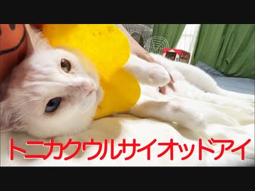 猫がへたくそ猫型珍獣、ぶるにゃぶるにゃと大騒ぎ