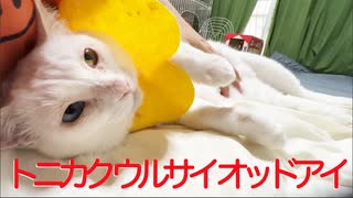 猫がへたくそ猫型珍獣、ぶるにゃぶるにゃと大騒ぎ