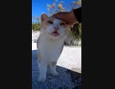 空中庭園から下界を見守る野良猫・・・！？#Shorts【野良猫】【感動猫】