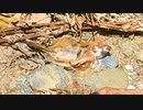 スズメが日光浴