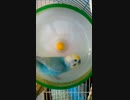 発電機つけようかな