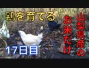 【17日目】お米だけで鶏を育てる