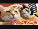 3年半迎えを待ったボス猫、オス三毛猫と奇妙な猫団子