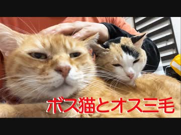 3年半迎えを待ったボス猫、オス三毛猫と奇妙な猫団子