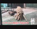 ライオンの交尾　嫁「解せぬ…」